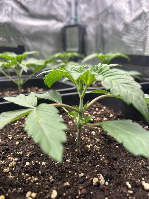 Learning with RIDGELION. Week 2