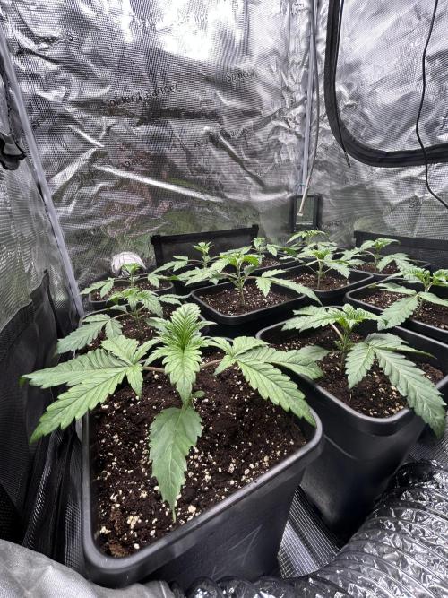 Learning with RIDGELION. Week 2