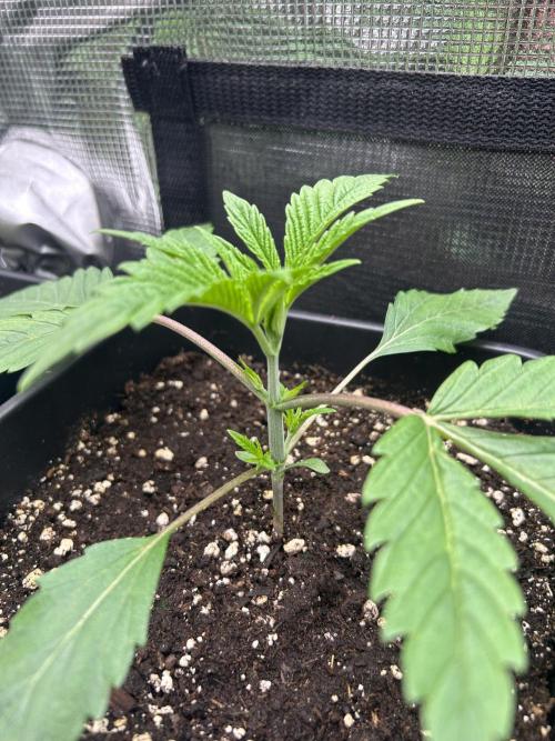 Learning with RIDGELION. Week 2