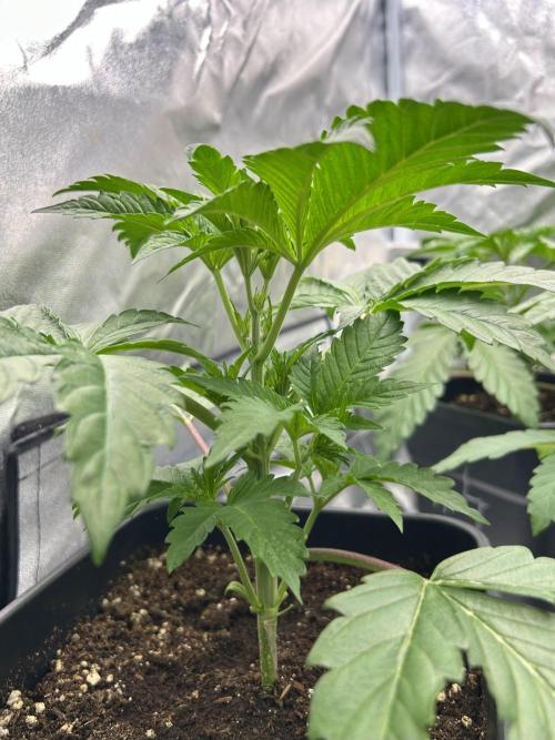 Learning with RIDGELION. Week 3