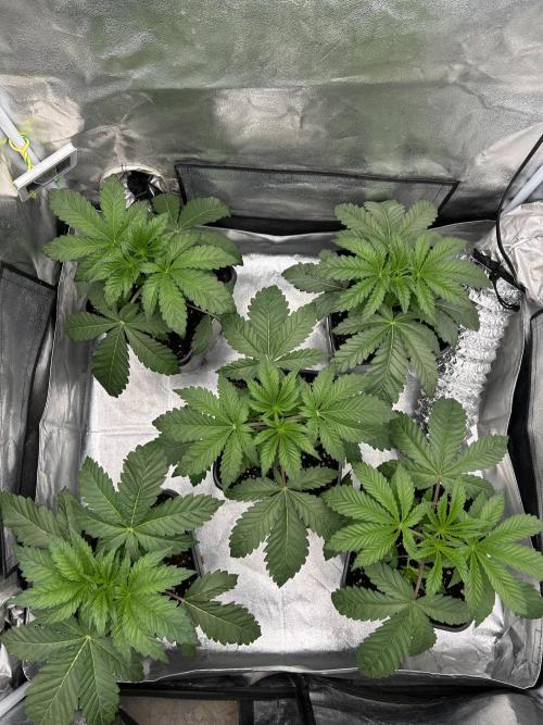 Learning with RIDGELION. Week 3