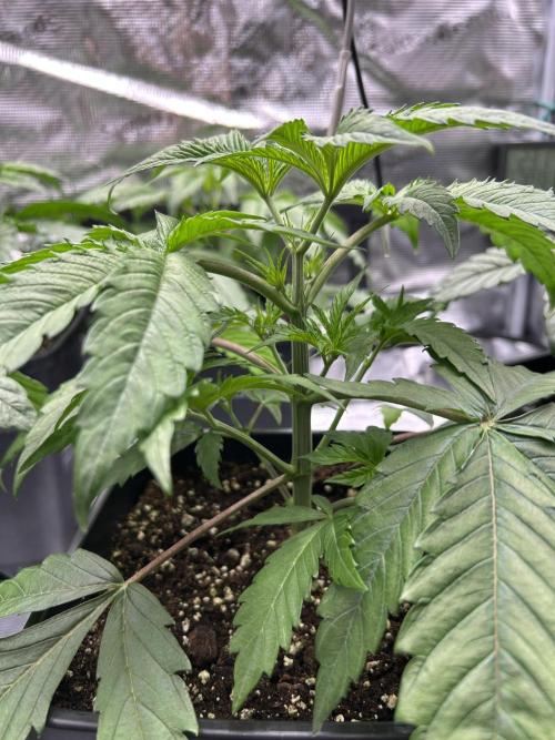 Learning with RIDGELION. Week 3