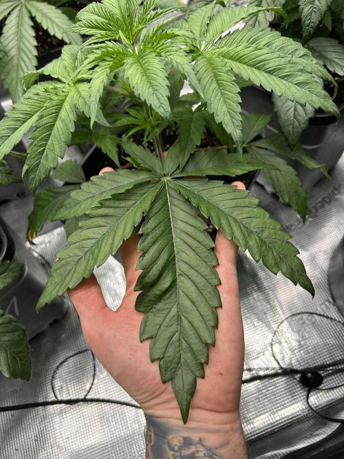 Learning with RIDGELION. Week 3