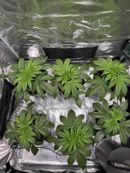 Learning with RIDGELION. Week 3