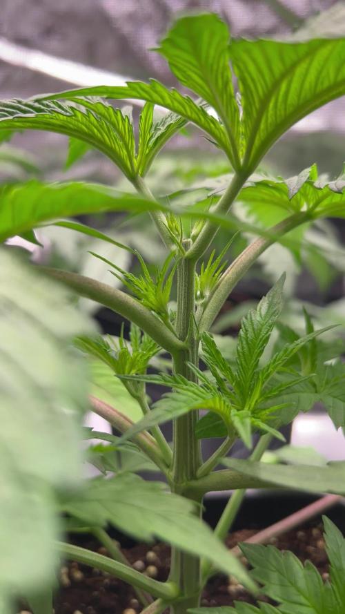 Learning with RIDGELION