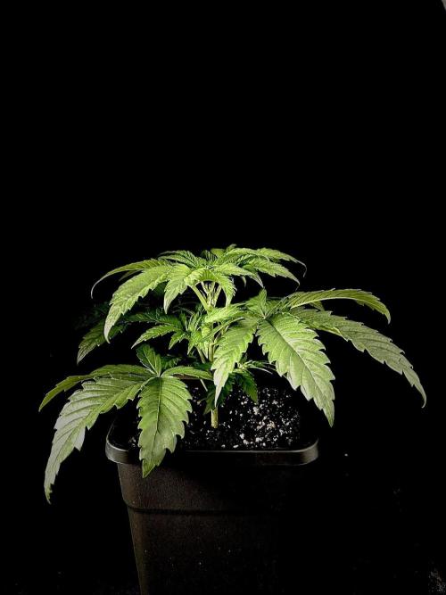 Learning with RIDGELION. Week 3