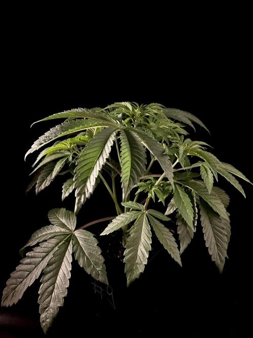 Learning with RIDGELION. Week 4