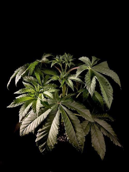 Learning with RIDGELION. Week 4