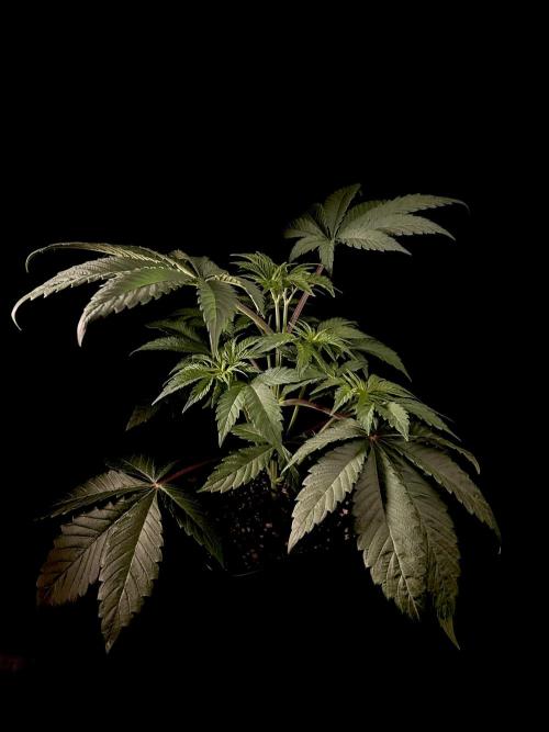 Learning with RIDGELION. Week 4