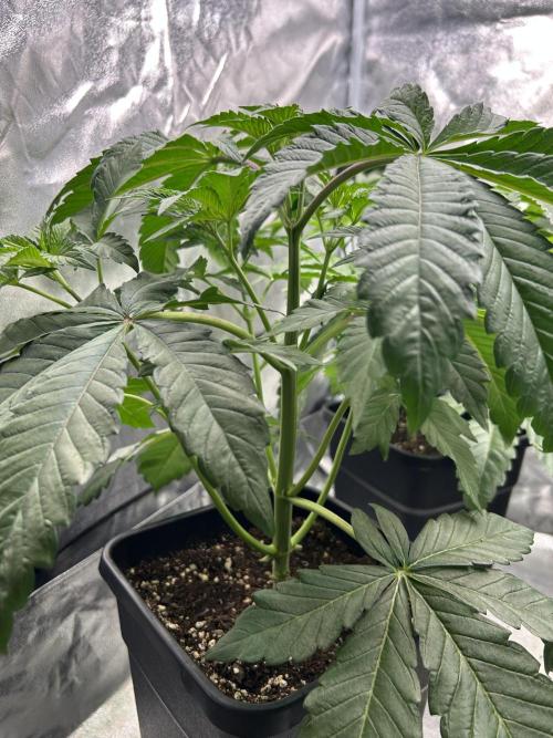 Learning with RIDGELION. Week 4