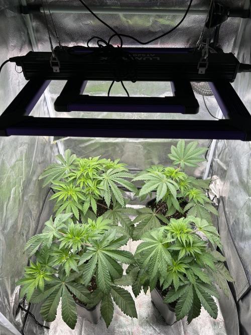 Learning with RIDGELION. Week 4