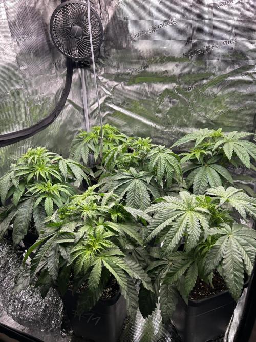 Learning with RIDGELION. Week 4