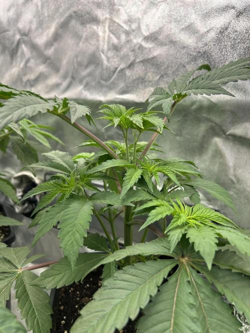 Learning with RIDGELION. Week 4