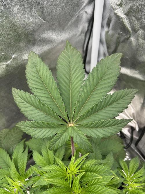 Learning with RIDGELION. Week 4