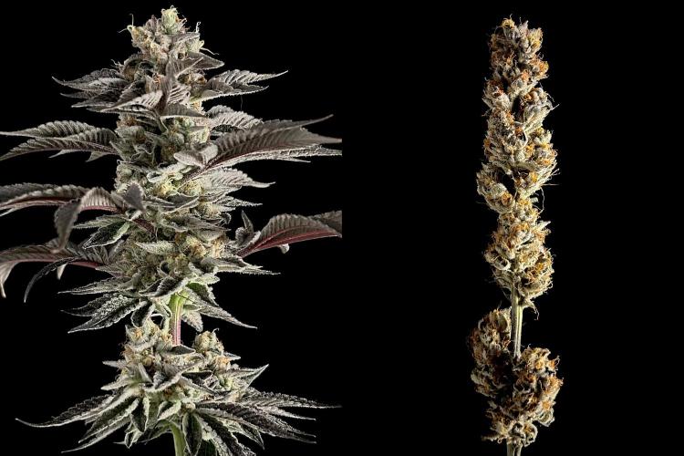 The Jet Puft Experiment. Week 15