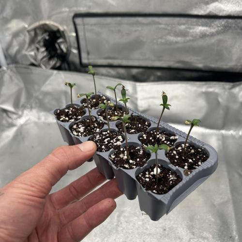 Purple Headies Pheno Hunt. Week 0