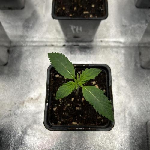 Purple Headies Pheno Hunt. Week 1
