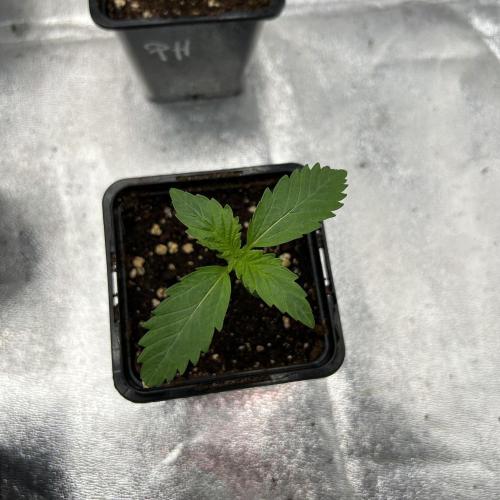 Purple Headies Pheno Hunt. Week 1