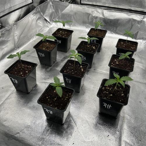 Purple Headies Pheno Hunt. Week 1