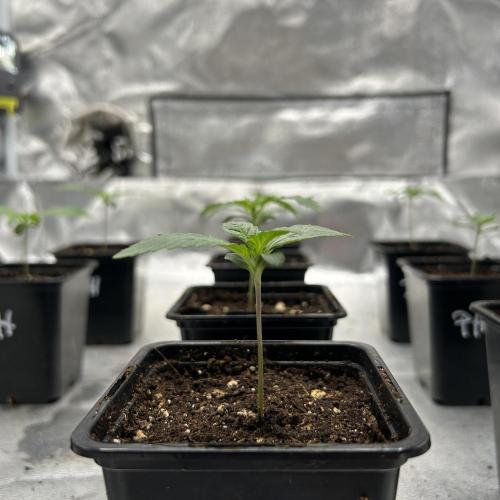 Purple Headies Pheno Hunt. Week 1