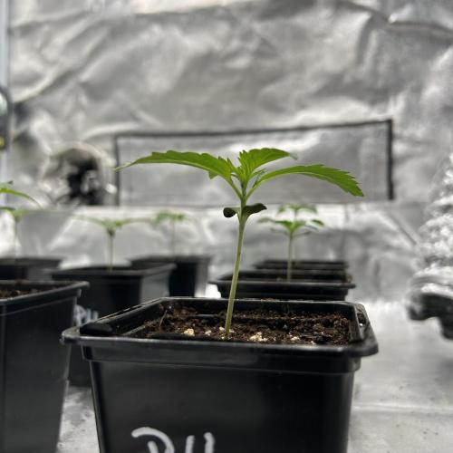 Purple Headies Pheno Hunt. Week 1