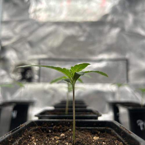 Purple Headies Pheno Hunt. Week 1