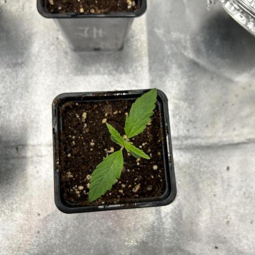 Jack in da Box. Week 1