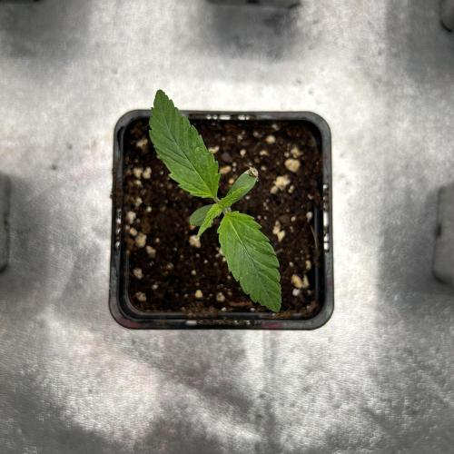 Jack in da Box. Week 1