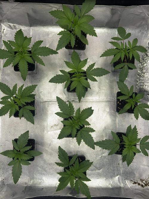Purple Headies Pheno Hunt. Week 2