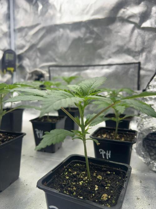 Purple Headies Pheno Hunt. Week 2