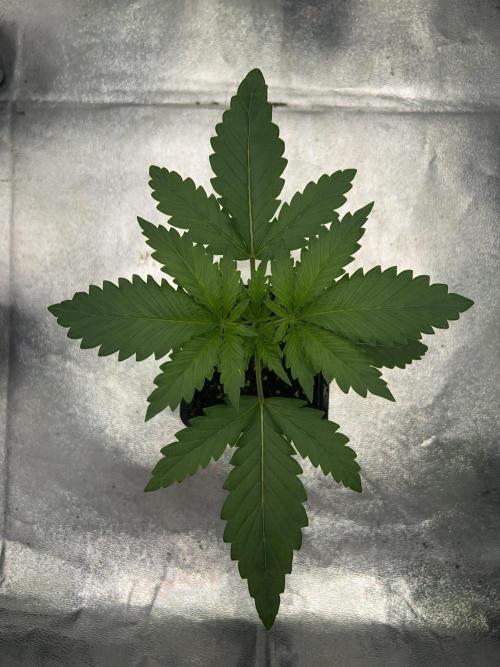 Purple Headies Pheno Hunt. Week 2