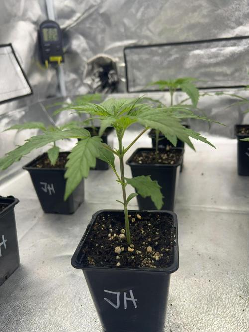 Jack in da Box. Week 2