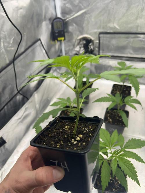 Jack in da Box. Week 2