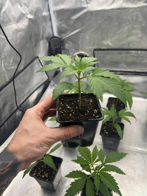 Jack in da Box. Week 2