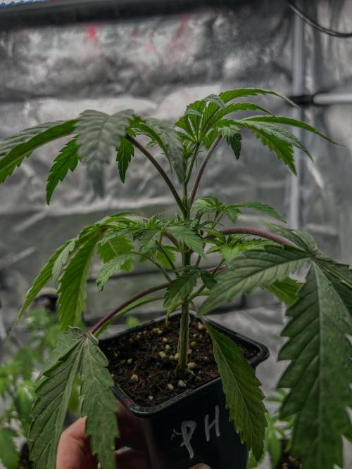Purple Headies Pheno Hunt. Week 3