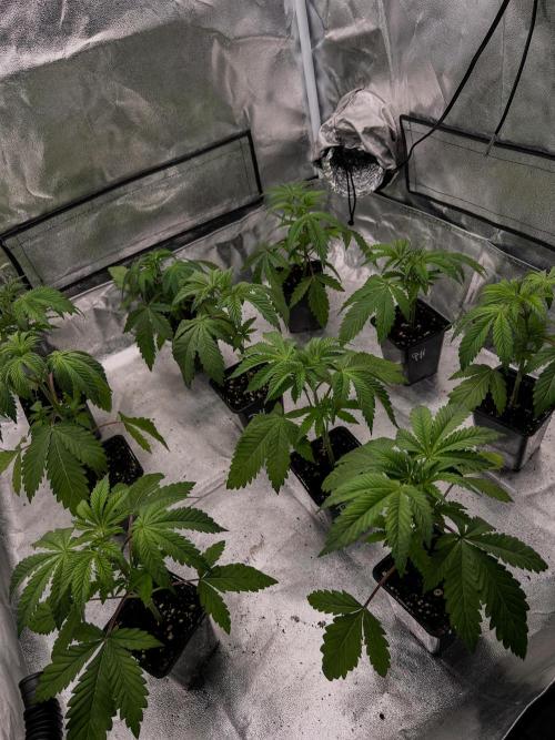 Purple Headies Pheno Hunt. Week 3