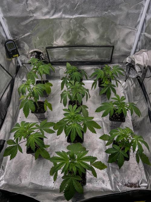 Purple Headies Pheno Hunt. Week 3