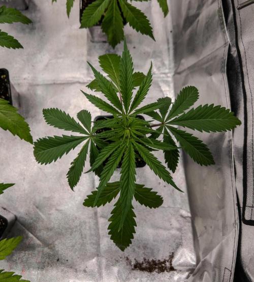 Jack in da Box. Week 3
