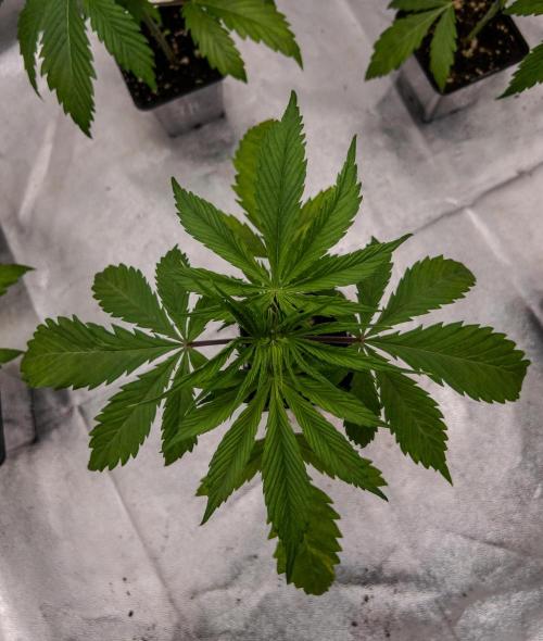 Jack in da Box. Week 3