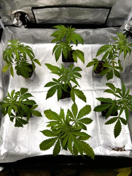 Jack in da Box. Week 3