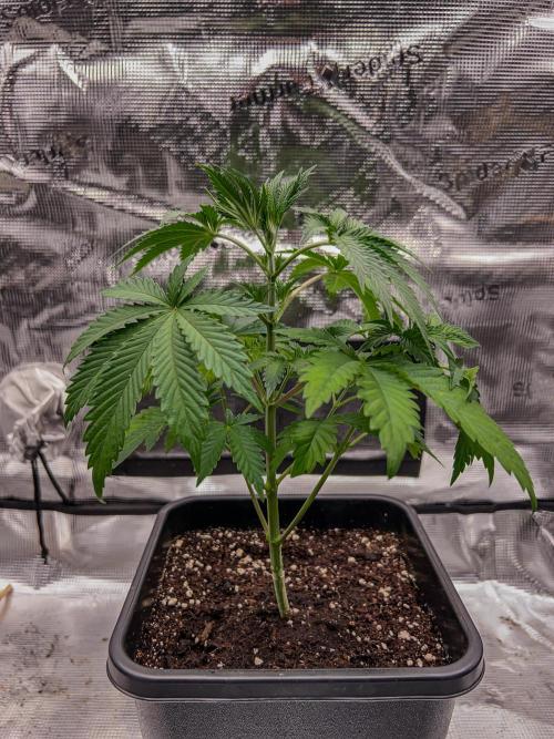Purple Headies Pheno Hunt. Week 4