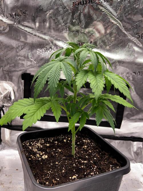 Purple Headies Pheno Hunt. Week 4