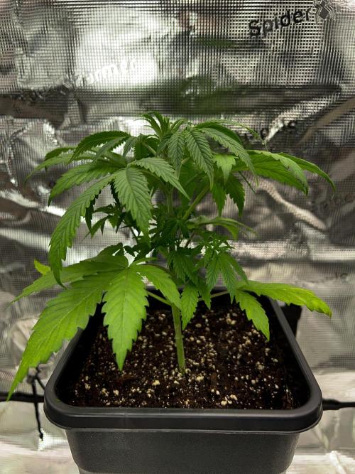 Purple Headies Pheno Hunt. Week 4