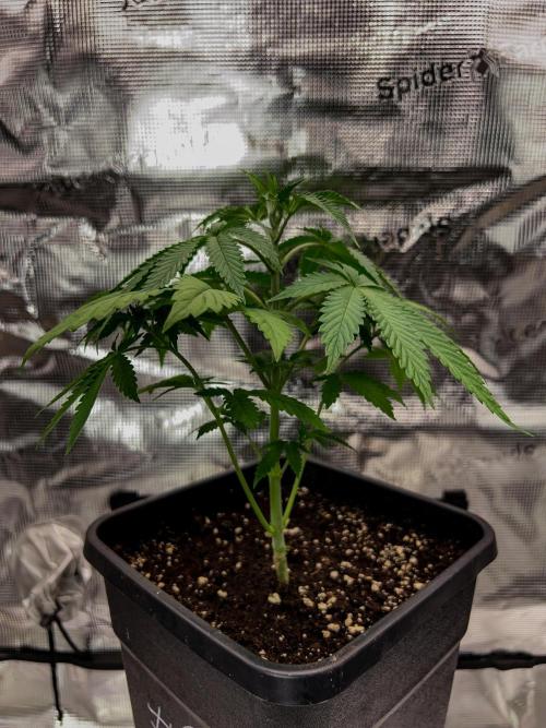 Purple Headies Pheno Hunt. Week 4