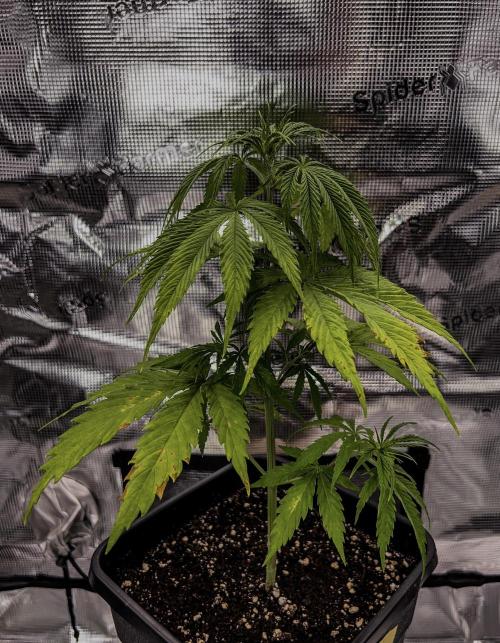 Jack in da Box. Week 4