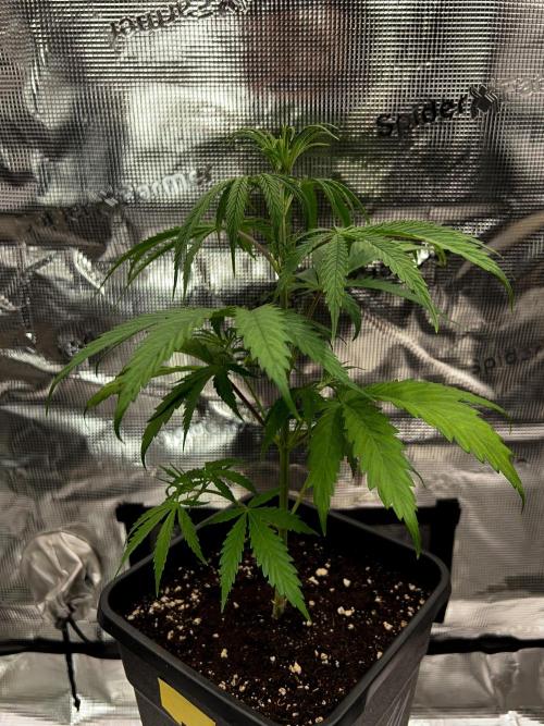 Jack in da Box. Week 4