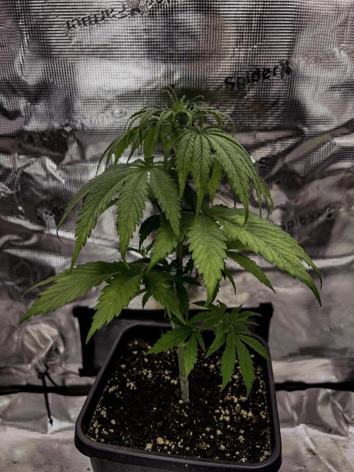 Jack in da Box. Week 4