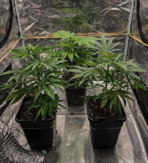 Jack in da Box. Week 5