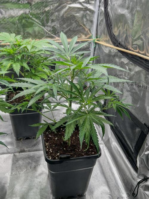 Jack in da Box. Week 5