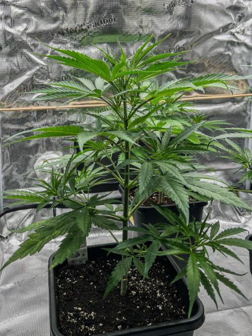 Jack in da Box. Week 5